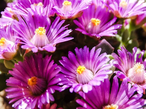 Δωρεάν στοκ φωτογραφιών με jardin, jardín de flores, ανθόκηπος