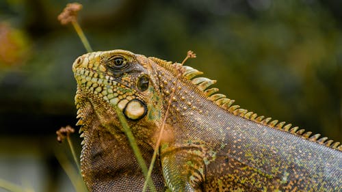 Foto profissional grátis de iguana, lagarto