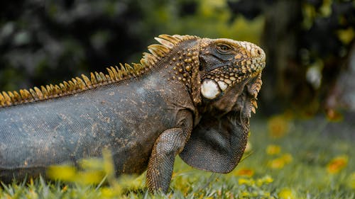 A Large Iguana on Grass