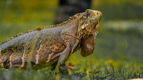 Foto profissional grátis de iguana, lagarto
