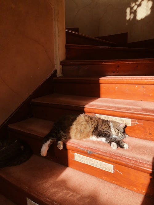 Free A Cat Sleeping on the Stairs  Stock Photo