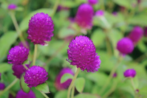 Fotos de stock gratuitas de flor, lila, morado