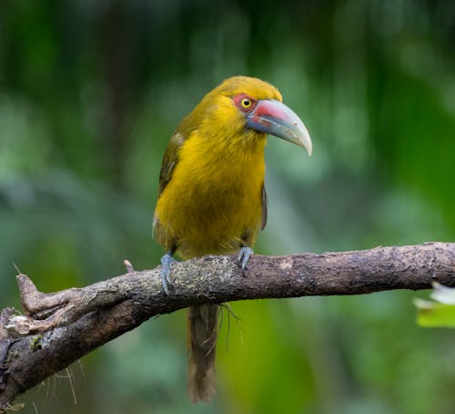 Фотография желтой птицы на ветке дерева в селективном фокусе