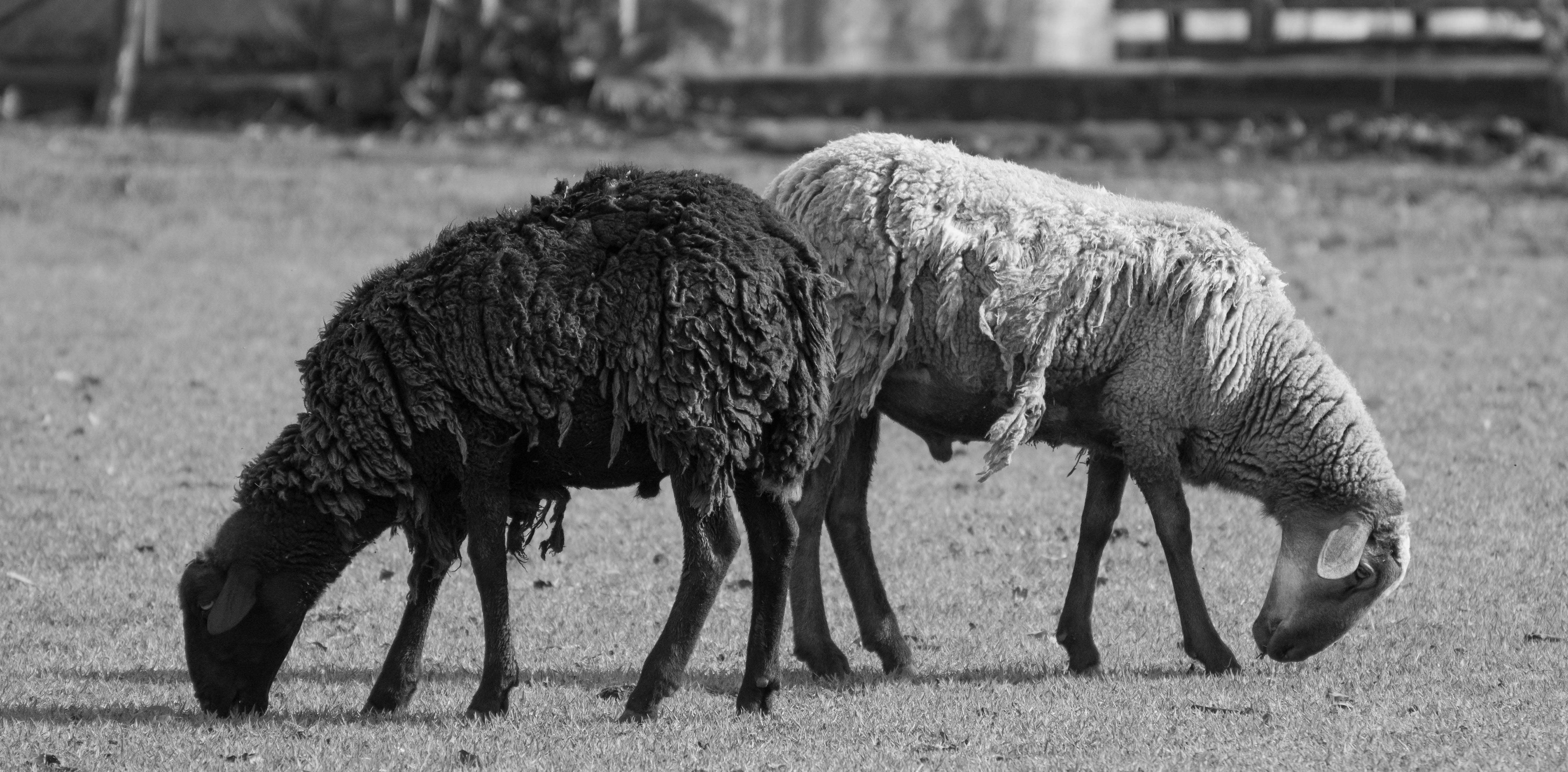 Free stock photo of black and white, black and-white, black sheep