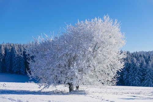 White Tree on a Snow Covered Ground
