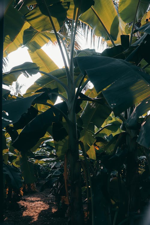 Foto profissional grátis de ao ar livre, bananeira, fechar-se