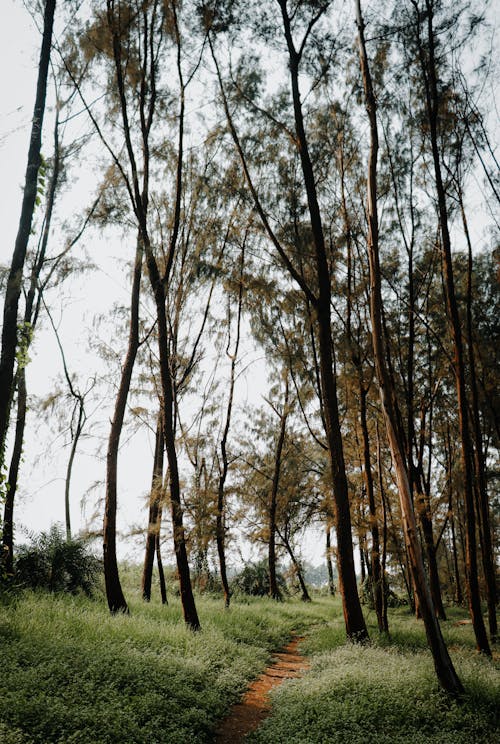 Brown Tall Trees on Green Grass Field