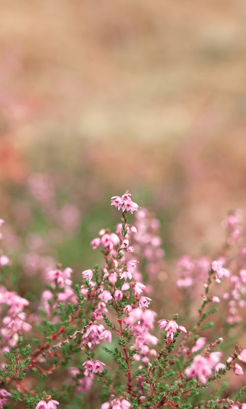 Free Pink Flowers in Tilt Shift Lens Stock Photo