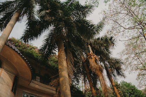 Palm Trees Under Gray Skies