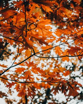 Close-up of vibrant orange maple leaves in İstanbul during fall, capturing nature's seasonal beauty.