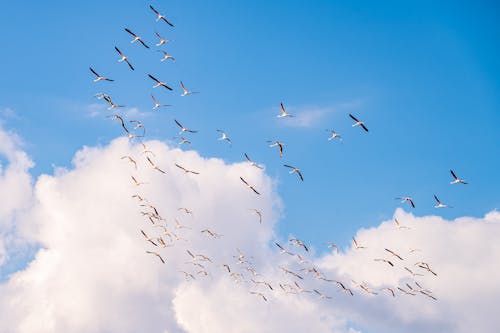 Flock of Birds Flying in Flying in the Sky 