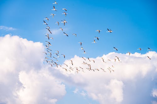 Gratis Foto stok gratis awan putih, bangsa burung, binatang Foto Stok
