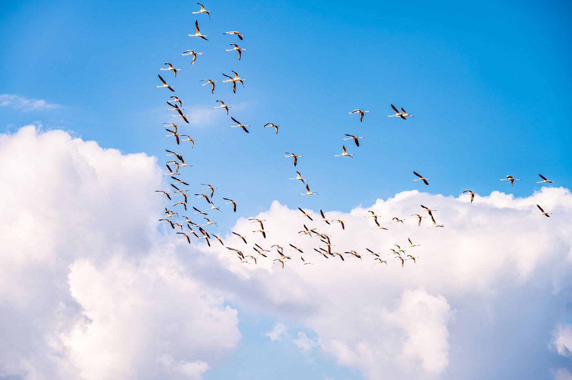 A vibrant flock of birds soaring through a bright blue sky with fluffy white clouds.