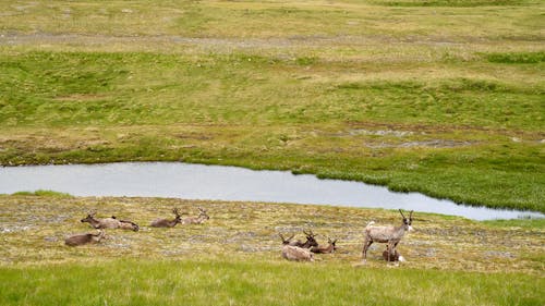 Free Herd of Deer Lying on Grassland Stock Photo