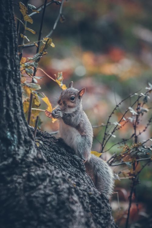 Free A squirrel clings to a tree trunk in an autumn forest, surrounded by colorful leaves. Stock Photo