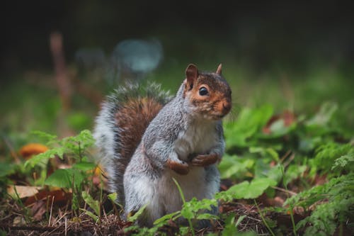 Close-Up Shot of Squirrel