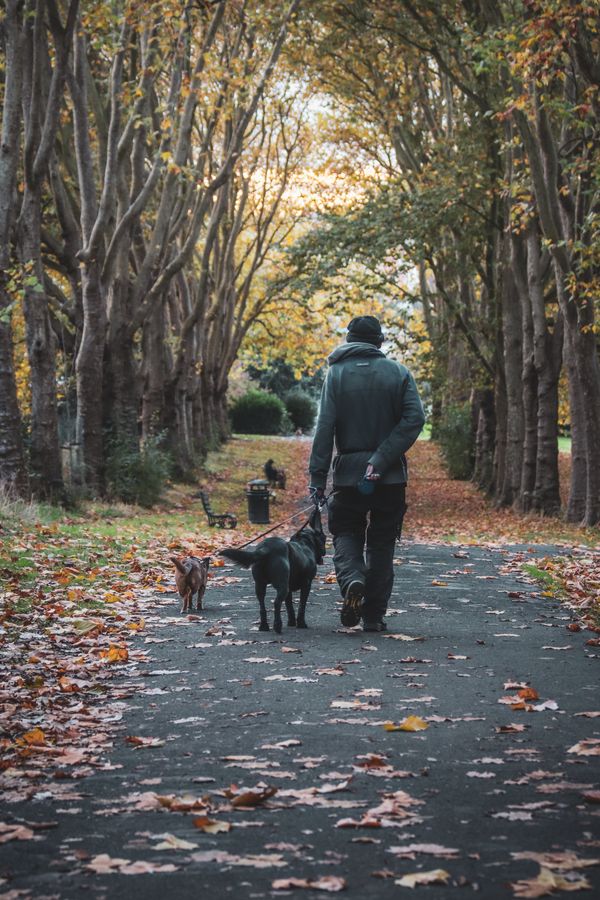 Group Dog Walking Services in Belvedere