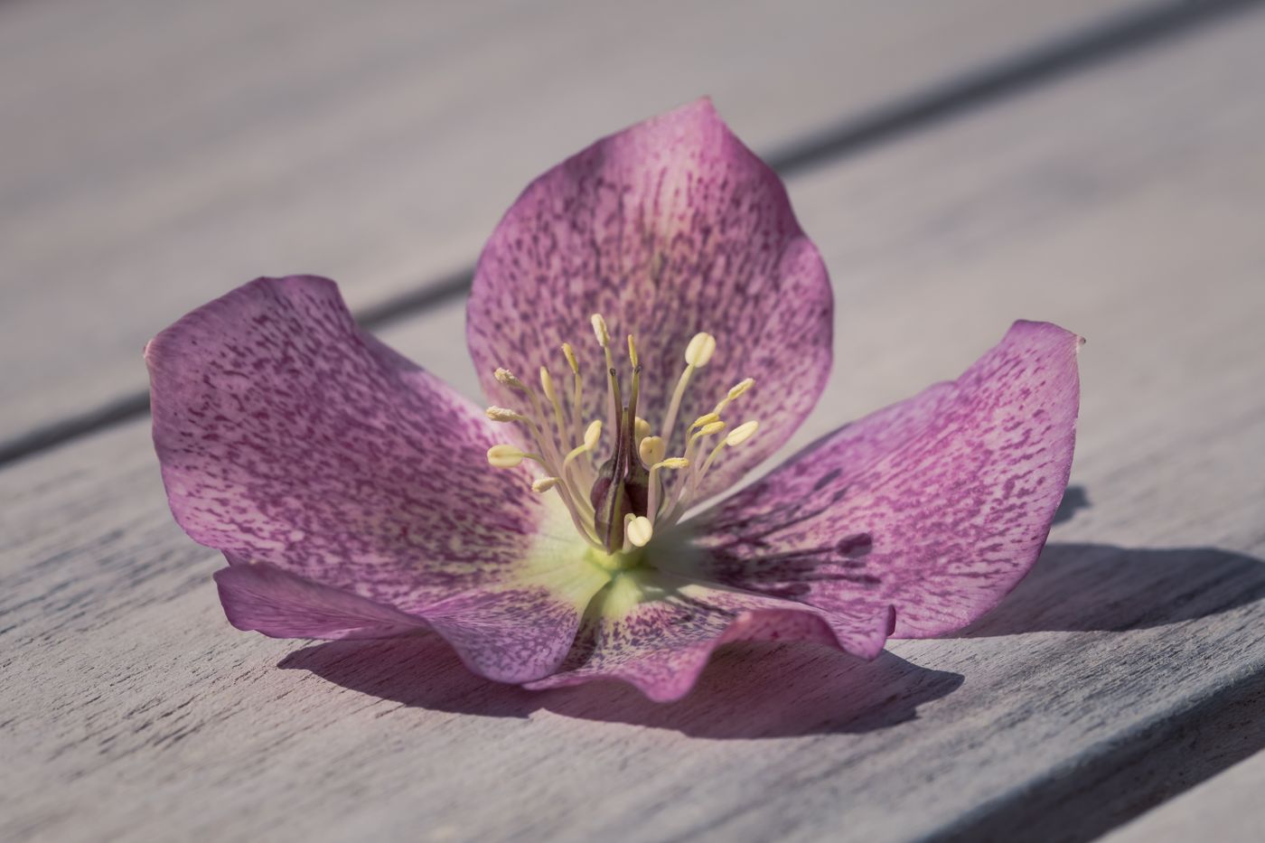 Macro shot of a delicate purple hellebore flower in full bloom on a wooden surface.