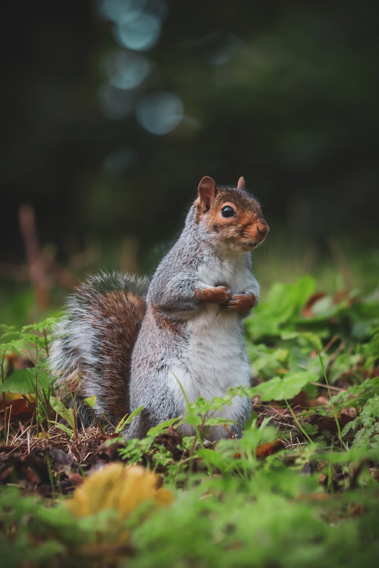 A Squirrel On The Ground