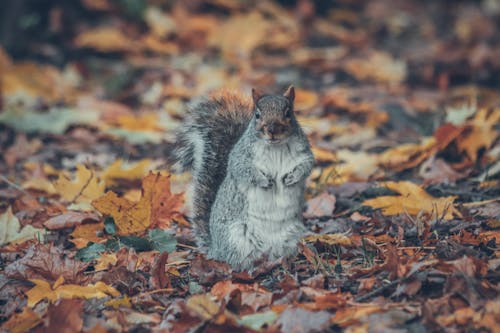 Free A Squirrel on Fallen Leaves  Stock Photo