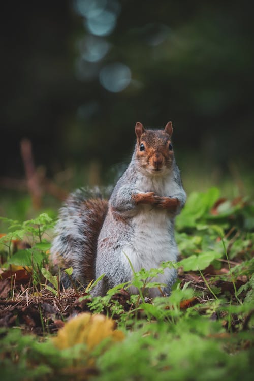 Free Close-Up Shot of a Squirrel on Grass Stock Photo