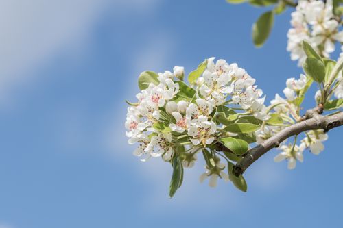 Free Delicate apple blossoms blooming against a vibrant blue sky in spring Stock Photo