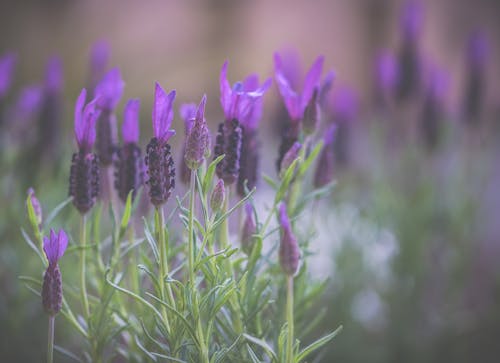 免费 选择性聚焦摄影中的紫色薰衣草花 素材图片