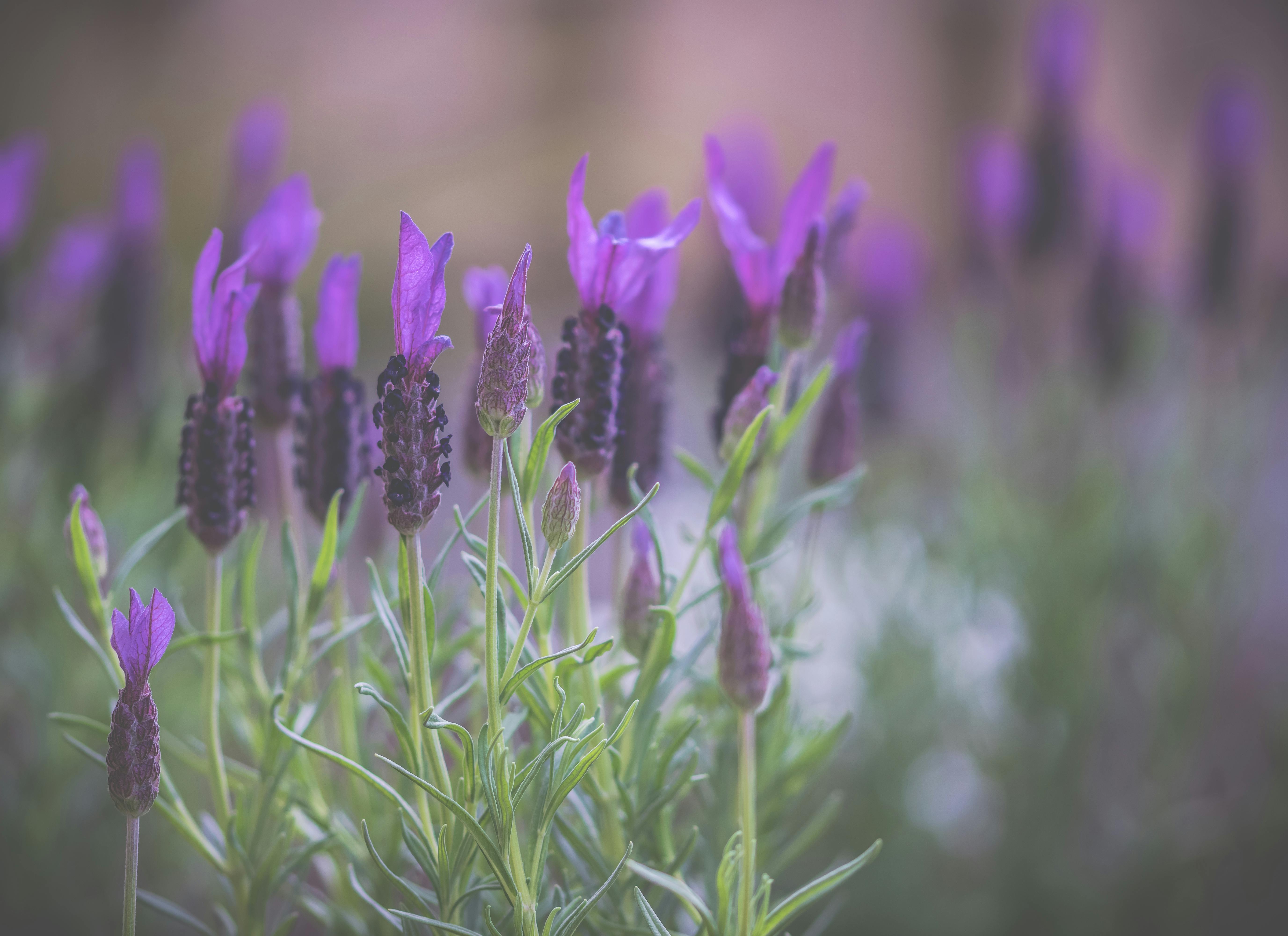 Kostenloses Foto zum Thema: blumen, draußen, lavendel (blume) Kostenloses Foto zum Thema: blumen, draußen, lavendel (blume)