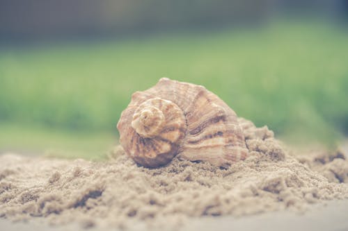 貝殼在沙灘上的宏觀攝影