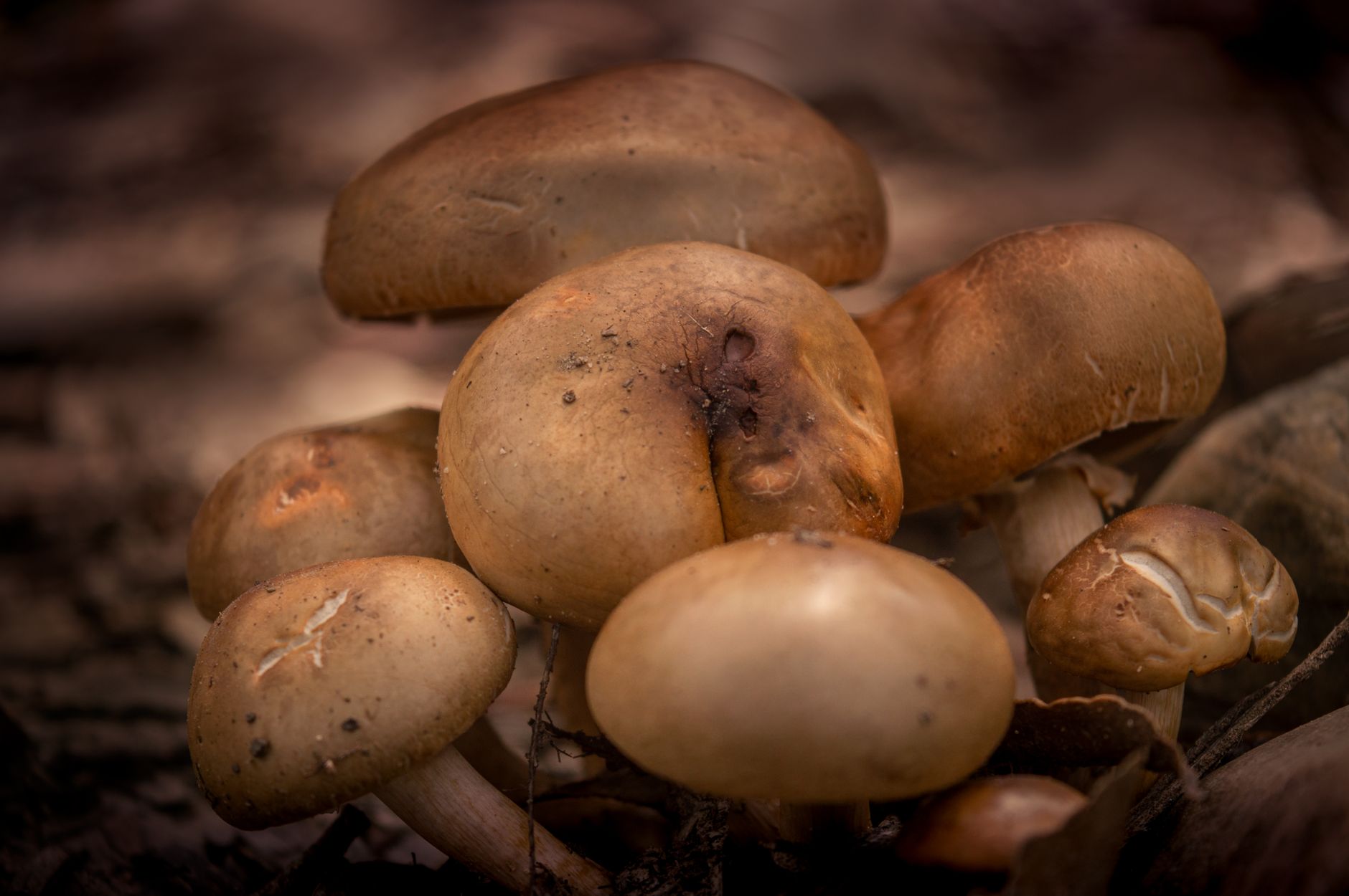 Close-up of mushrooms with slimy texture signaling spoilage