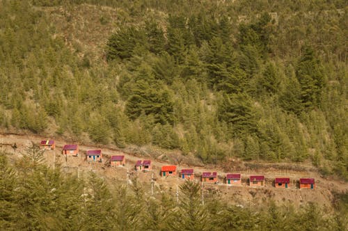 Buildings in a Forest