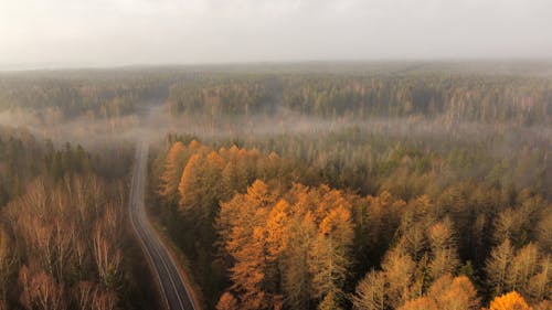 Free A Road in the Middle of a Forest  Stock Photo