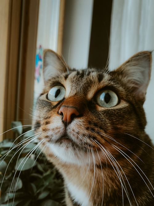 Free Adorable tabby cat staring intently, showcasing its whiskers in a close-up by a window. Stock Photo