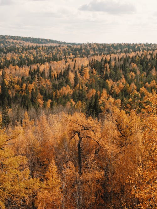 Fotos de stock gratuitas de arboles, bosque, naturaleza