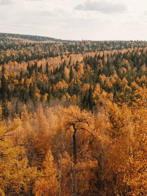 Free Vibrant autumn colors in a dense forest creating a picturesque landscape. Stock Photo