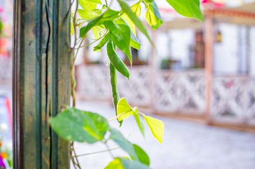 나뭇잎, 녹색 식물, 틸트 시프트의 무료 스톡 사진
