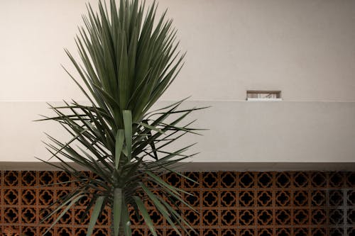 Fotobanka s bezplatnými fotkami na tému biela stena, rastlina, yucca aloifolia