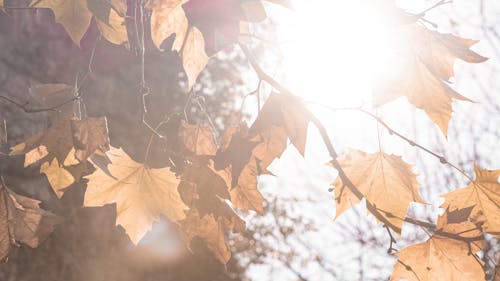 Darmowe zdjęcie z galerii z jesień, jesień las, jesienna ozdoba