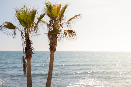 Free Palm Tree Near the Sea Stock Photo