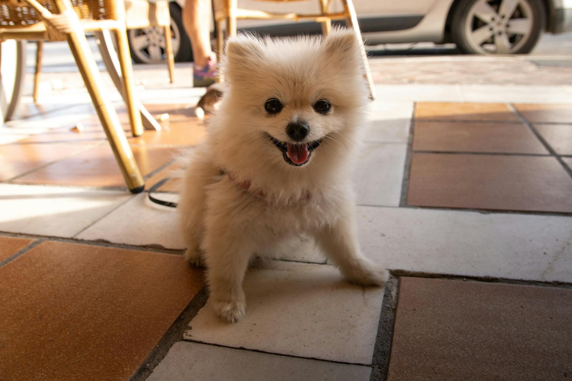 A Cute Pomeranian on the Floor