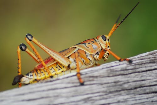 Free Brown Grasshopper on Brown Wooden Surface Stock Photo