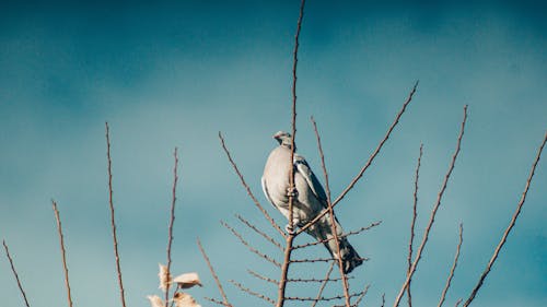 Darmowe zdjęcie z galerii z fowel, gałęzie, ptactwo