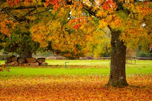무료 가을, 공원, 나뭇잎의 무료 스톡 사진