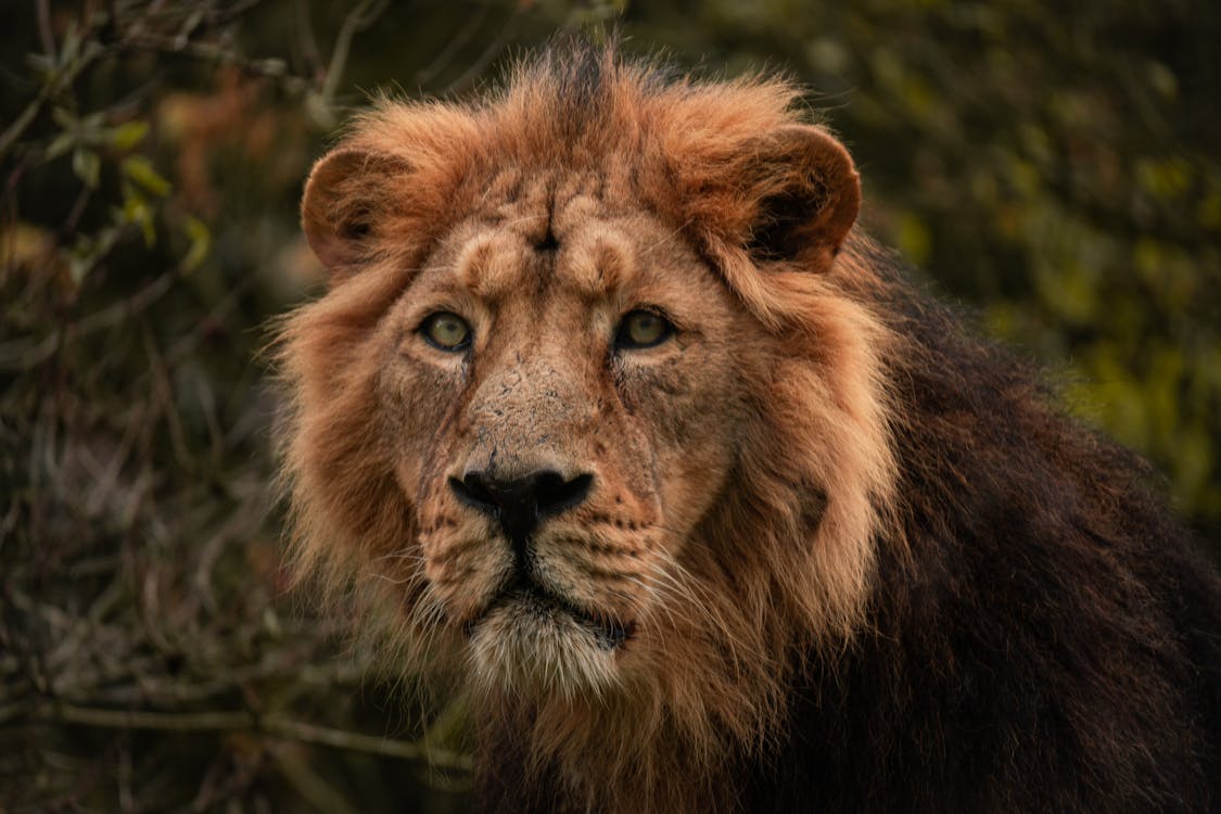 Lion Facts: Characteristics, Species, Lifespan, and More