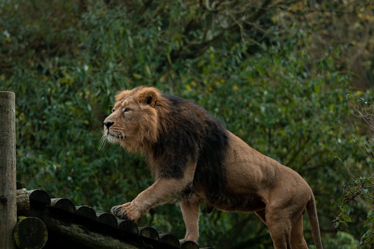 Lion Standing On Wooden Log Walkway