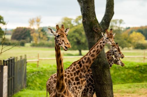 Free A group of graceful giraffes with long necks in a lush, green environment. Stock Photo