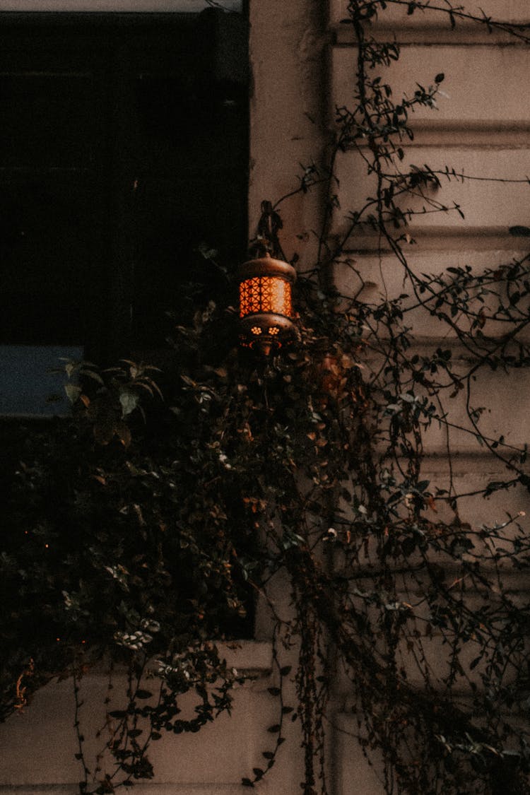 Outdoor Lamp Hanging On Vine Plants Climbing On Wall