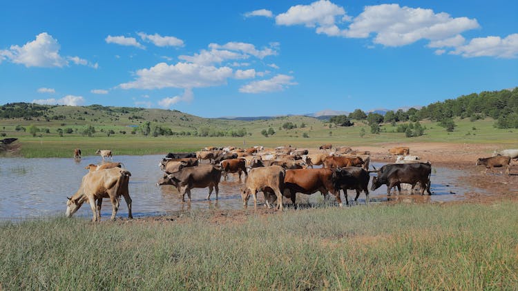 Brown Cow Drinking On The Lake 