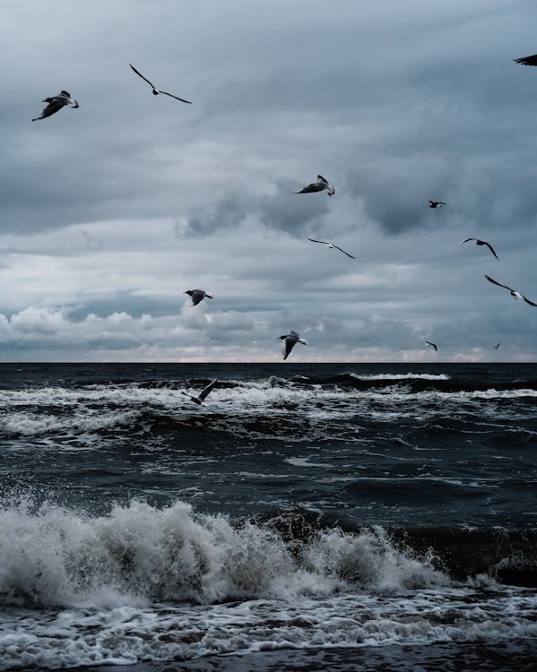 Birds Flying over Sea Waves