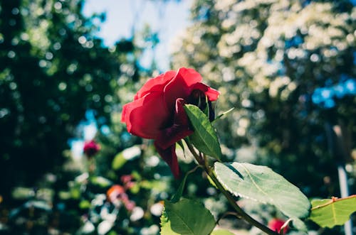 Kostnadsfri bild av blomfotografi, flora, löv